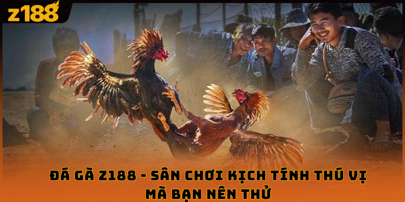 Đá gà z188