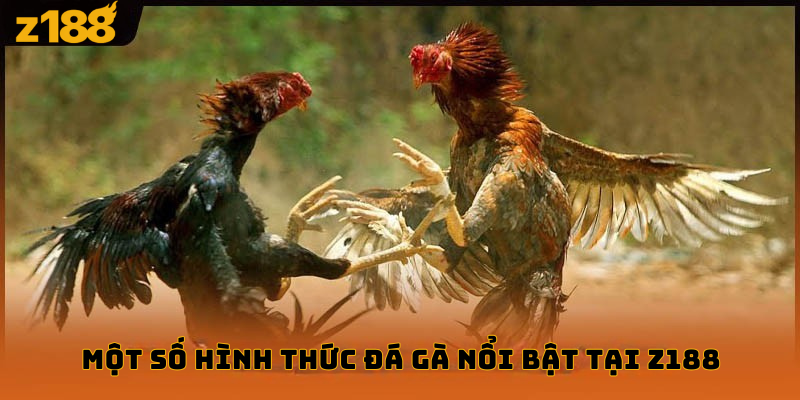 Đá gà z188